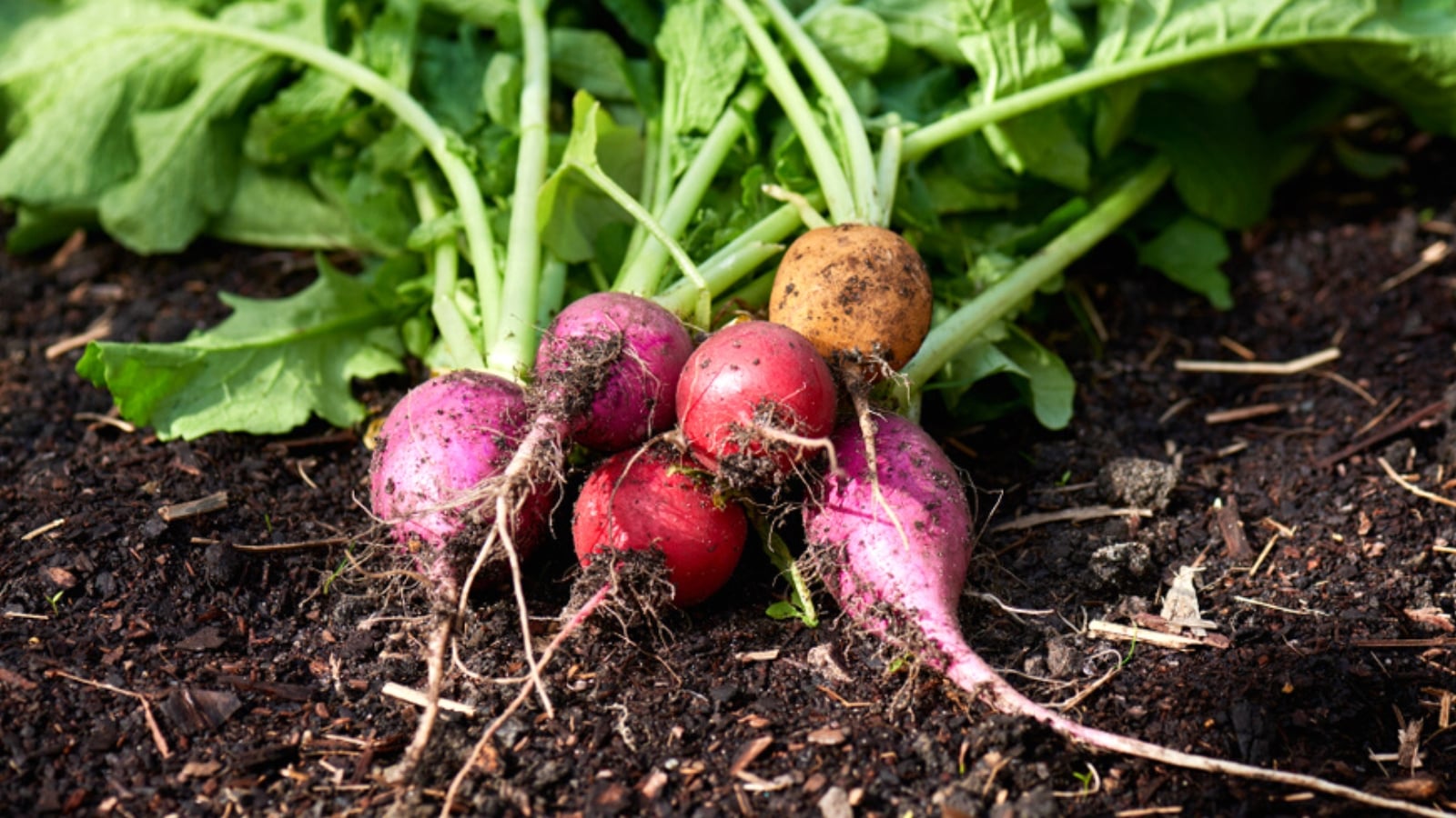 Discover Diverse Radish Types: Flavors, Colors, and Uses
